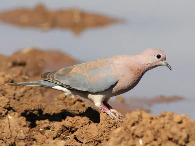 Captured Images of Seabirds Napping Along the Coastline - A Sweeting Sight to Behold