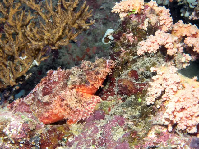 Flooding Beaches with Macroalgae Sargazo: Unveiling potential green business prospects