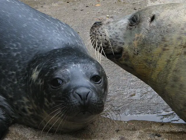 Open-air exhibit unveiled for the juvenile sea lion at the Bremerhaven Zoo