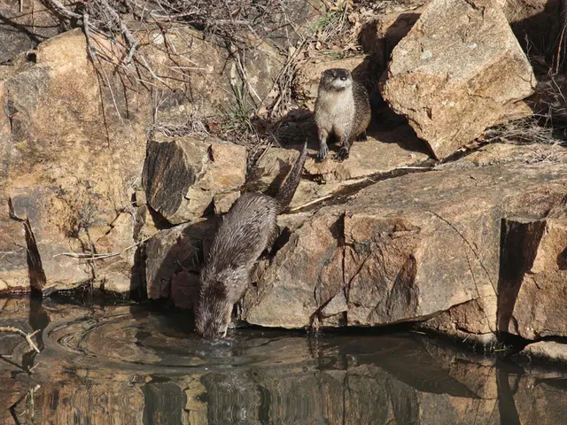 Guided Adventure Through Natural Habitats