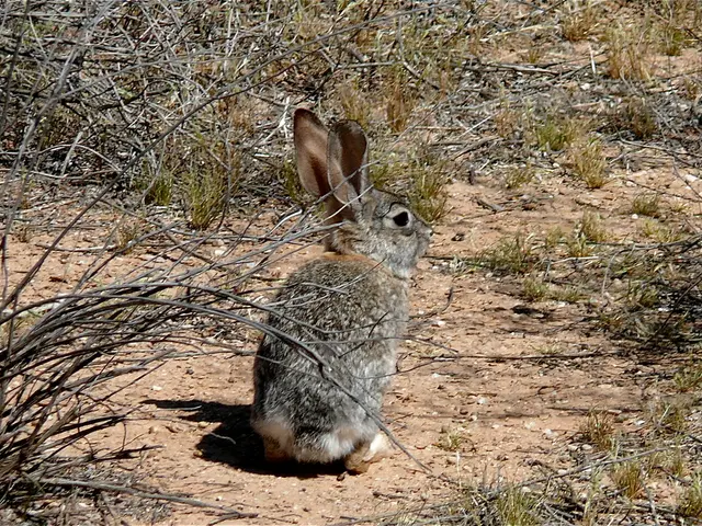 Favorable Hay Options for Rabbits in 2025 Guaranteed to Delight Your Bunny Companions