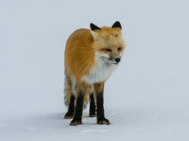 "London foxes draw crowds: McDonald's Happy Meal scent lures them in"