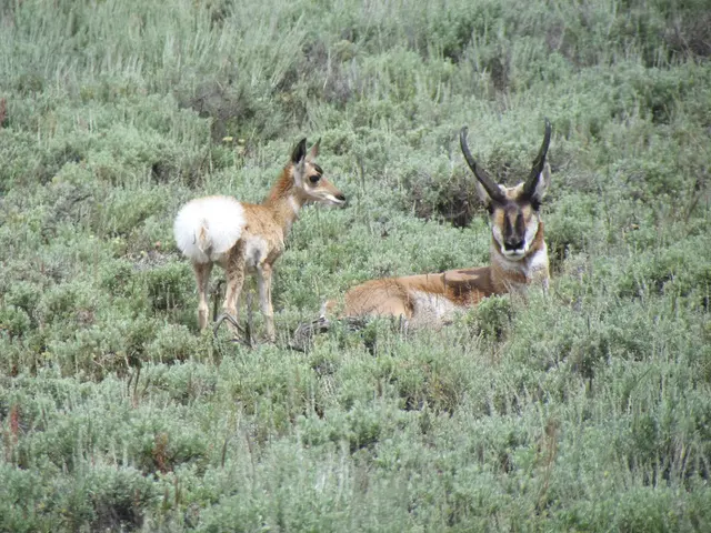 Efficient Deer Repellents: Explore 3 Cost-Effective, Expert-Recommended Methods for Dissuading Deer...