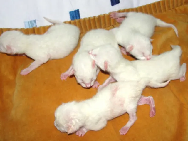 Giant rats pose a concern in the UK, as confirmed by pest control specialists following the...