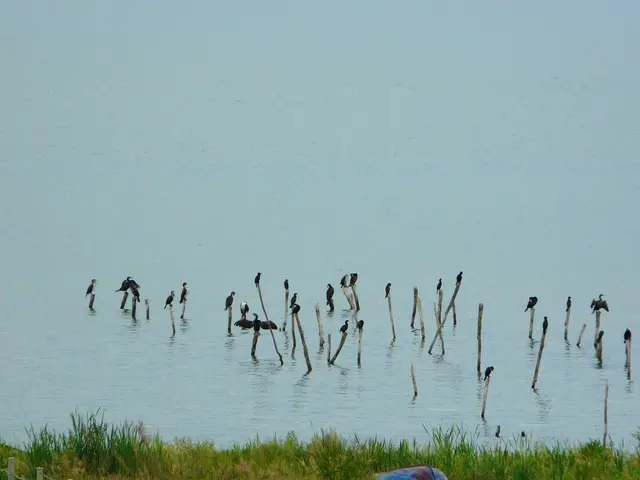 Exploring the Mississippi River Delta: Essential Refuge for Migratory Waterfowl and Various Marine...