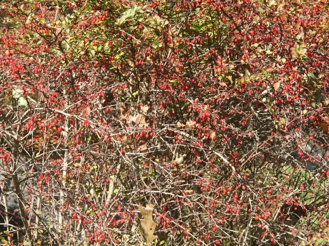 Destructive Fungal Diseases Affecting Apple Trees: Black Rot and Frogeye Leaf Spot