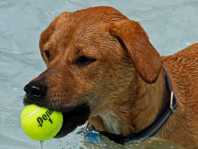 Top-tier ball launchers for dogs in 2025: Effortlessly amuse your canine companion
