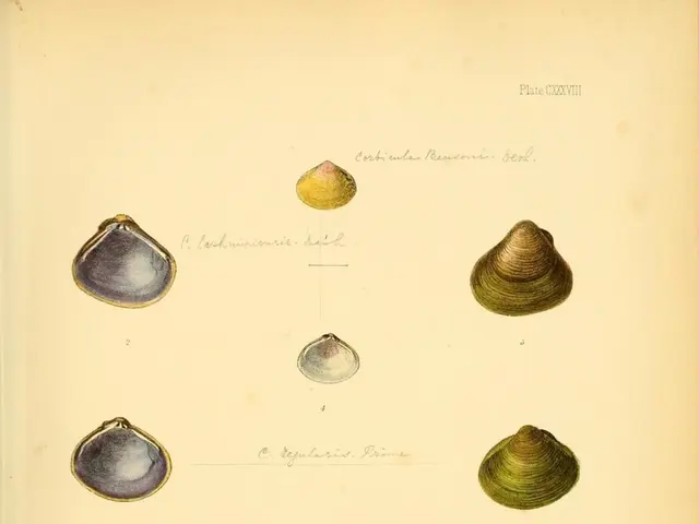 Homemade Hermit Crab Decorations