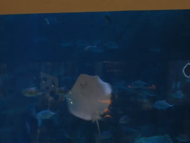 What Light is Optimal for the Coral in Your Aquarium?