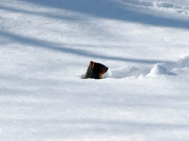 Guiding Snow Management in Long-Term Organic Farming Strategies in Frigid Environments