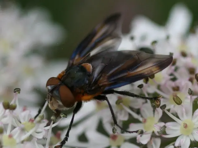 Top-tier fly repellents for equines, validated through usage by genuine horse owners