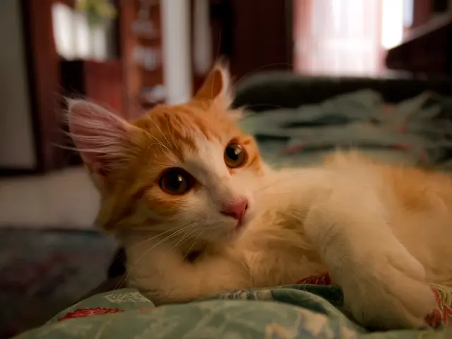 For a sleep-deprived cat owner, discover a straightforward nightly schedule suggested by a...