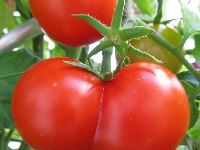 Cultivating Tomatoes in a Personal Backyard