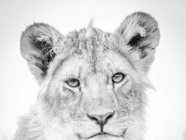 Rare tiger cubs born at British safari park