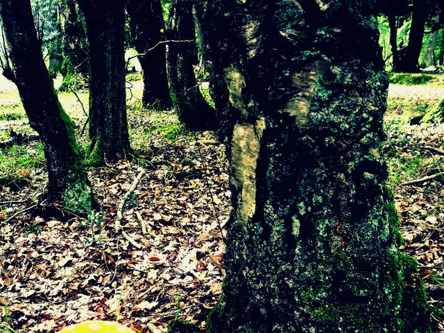 "Yakutskekose establishes guidelines for collecting wild berries and mushrooms in regard to...