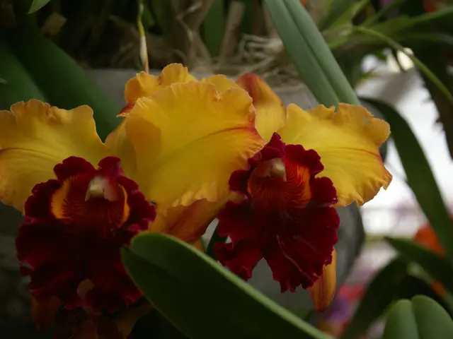 What's the latest time for sowing bulbs?