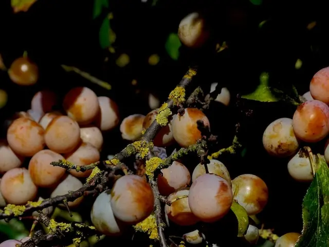 Techniques for Multiplication of a ZZ Plant: 3 Easy Methods to Increase Your Indoor Plant...