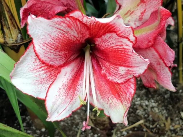 Guide for Preparing Soil for Zz Plants: A Detailed Walkthrough