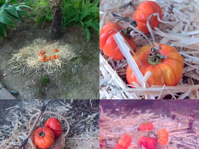 Time-Lapse Video Showcasing a Pumpkin's Growth from Seed to Giant Proportions