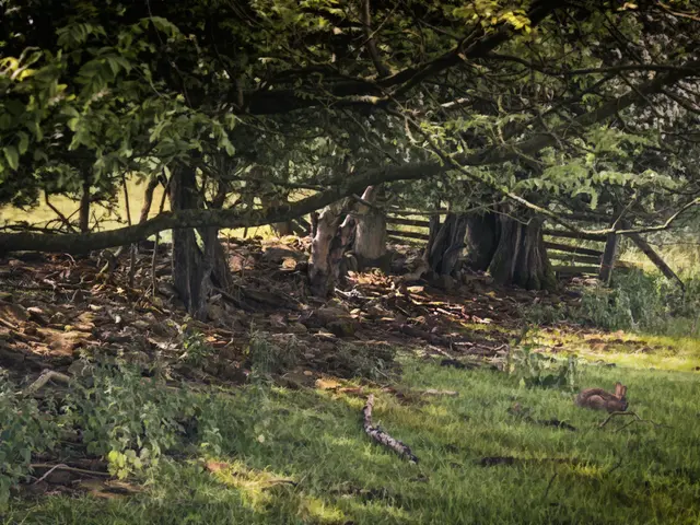 Transform a Serene Retreat with Sound-Absorbing Plant Barriers via Permaculture Fencing