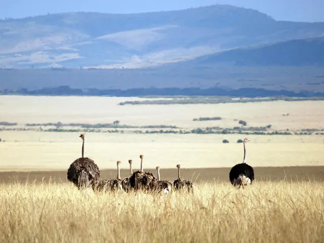 Visitors to Gaia's world first encounter it in Osnabrück Bergkirche, according to their statements.