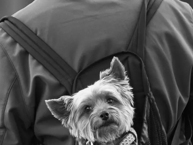 Exploring Trails with a Canine Companion: An Insider's Guidance on Best Practices