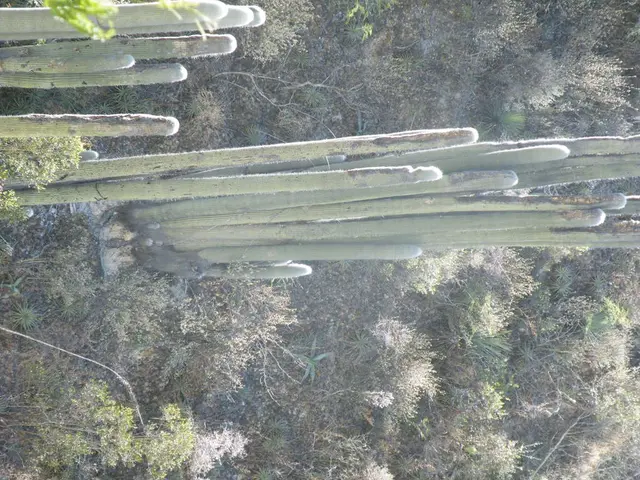 Arranging Succulents in Decorative Planters