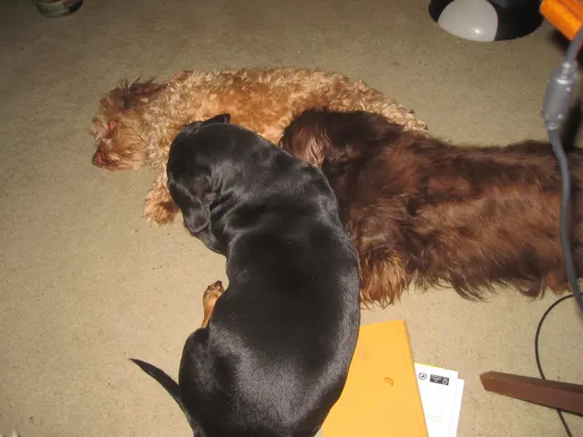 Police Commissioner Stefan Berger and his police dog Bruno invited to Universum Bremen on September...