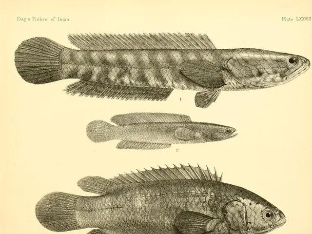 Recognition in Macro Ocean Art Competition for Novices 2019 - Naomi Strong Achieves Honorable...