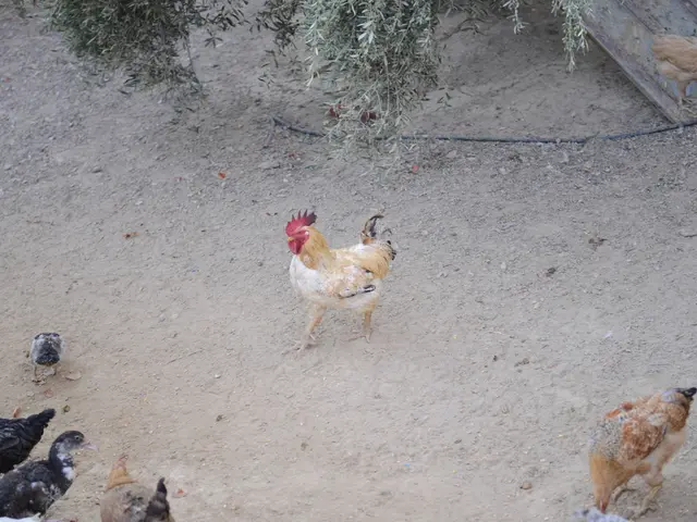 Transforming a Crisp Rooster into a Yard Sentinel