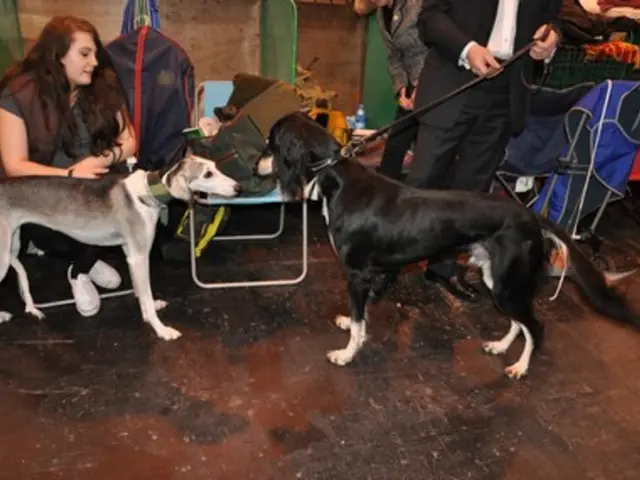 Exclusive Canine Gathering: A Private Dog Park Constructs Connection Through Membership-Based...