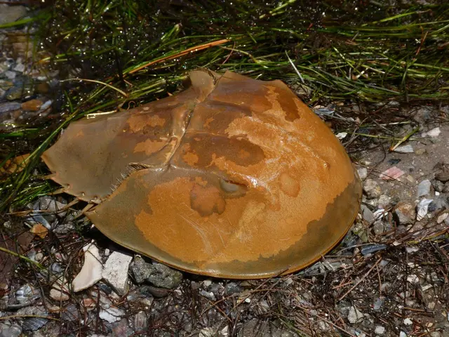 Autumn soil disinfection crucial for preventing black rot in gardens