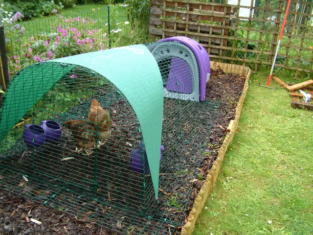 Farmer Jung's Innovative Blend: The Merging of Laying Hens and Aquaponics