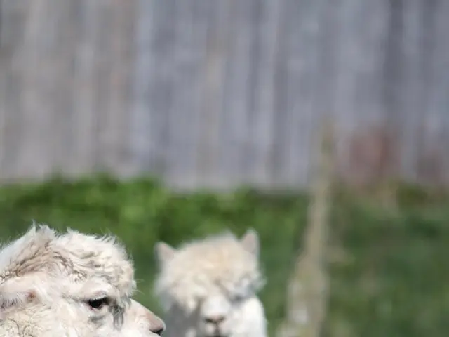 Fur-adorned models grace the pages of the Waiblingen pin-up calendar.