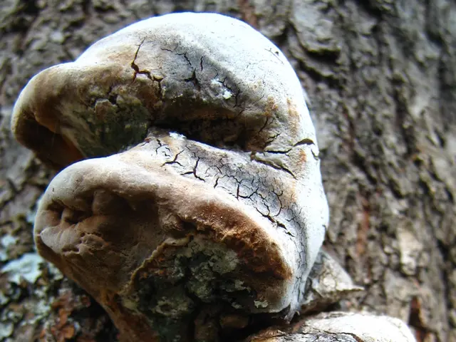A tree in good health exhibits a vibrant sound