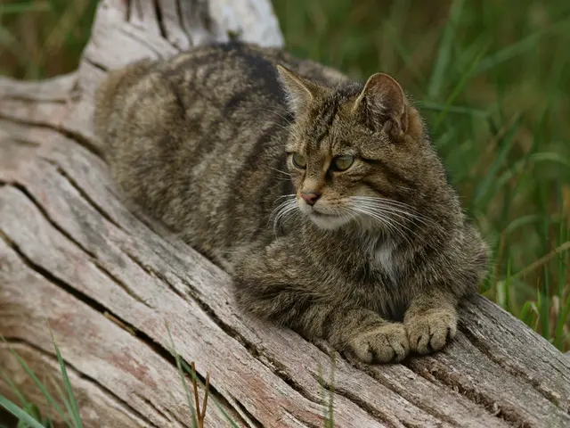 In this image we can see there is a cat sat on a branch of a tree, which is placed on the surface...