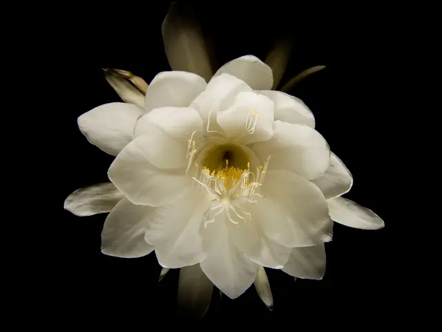 It is a beautiful white color flower.