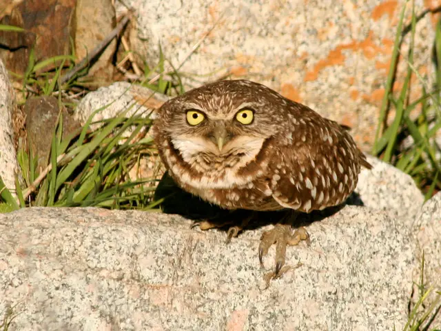 In this picture there is an owl standing on the stone and there are stones and there are plants.