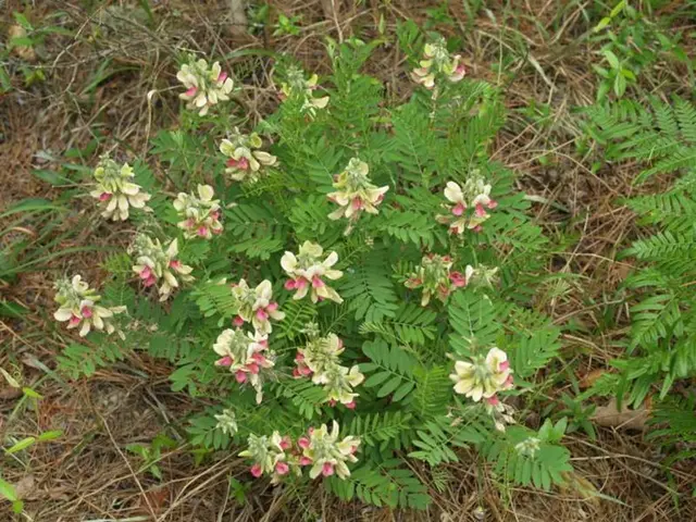 There is a plant with flowers. Also there are few other plants. On the ground there is dried grass.