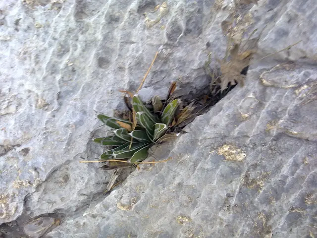 In the image there is a plant in the middle of rock.