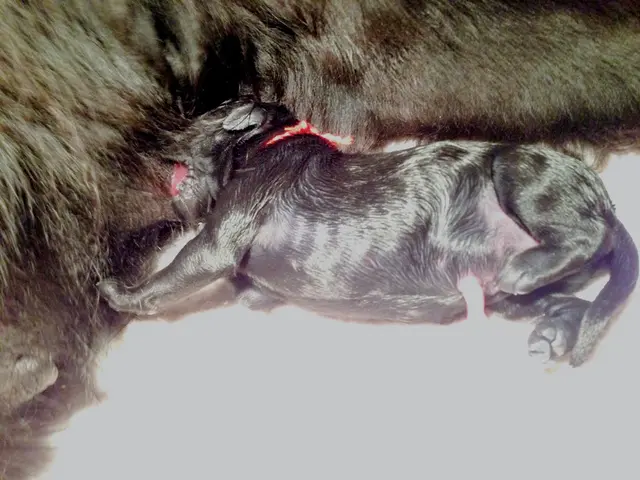 In this image there are two animals.