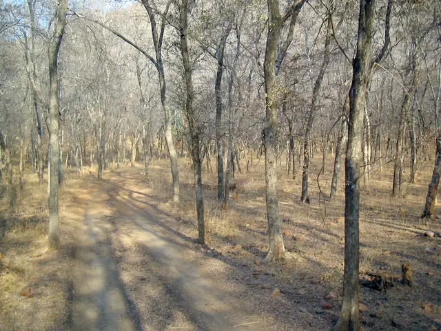 The image is taken in woods. In this picture there are trees, shrubs and grass. In the center of...