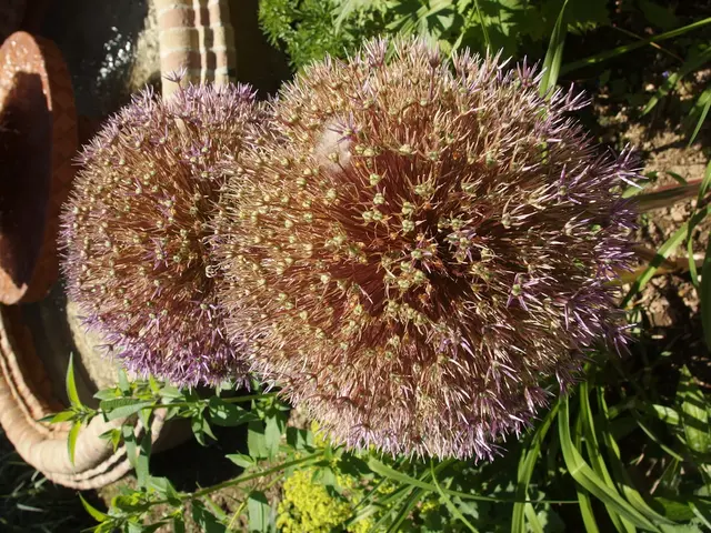 In this image, we can see flowers, leaves and plants. Left side of the image, there is a water...
