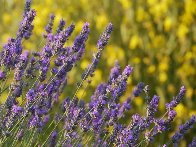 This image is taken outdoors. In the background there are a few plants. In the middle of the image...